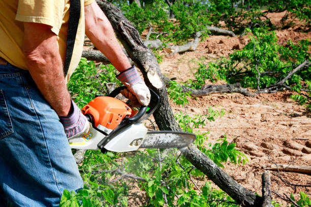 Best Professional Tree Care  in Troy, TX